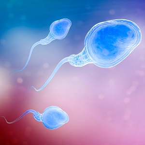 Астенозооспермия - Медицина и красота